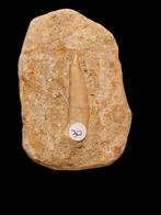 Enchodus libycus tand ( reuzenzalm tand ) 9,5 cm., Verzamelen, Ophalen of Verzenden, Fossiel