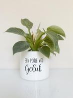 Leuke plant in pot, Ophalen