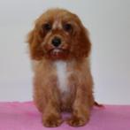 Cavapoo-puppy’s te koop, 15 weken tot 1 jaar, Buitenland, CDV (hondenziekte), Meerdere