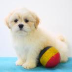 Lhasa Apso - puppy's te koop (Belgisch), CDV (hondenziekte), Meerdere, 8 tot 15 weken, Meerdere dieren