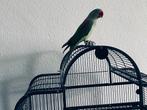 Alexander parrots, Mannelijk, Papegaai, Tam