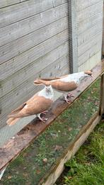 Afghan duiven, Dieren en Toebehoren