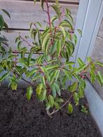 Portugese laurier, Ophalen