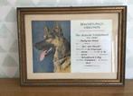 Beoordelingscertificaat Duitse Herder 1952, Ophalen of Verzenden