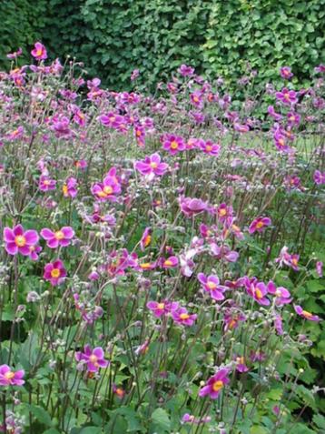  Anemone h. 'Splendens beschikbaar voor biedingen