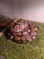 Koppel koningspythons + terrarium