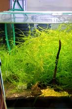 Mousse de java, Animaux & Accessoires, Enlèvement, Neuf