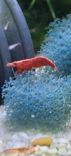 verschillende soorten garnalen te koop of te ruil, Dieren en Toebehoren, Vissen | Aquariumvissen