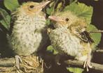 JONGE  WIELEWALEN, Verzamelen, Postkaarten | Dieren, Verzenden, Ongelopen, Vogel