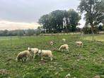 Schapen Te Koop, Dieren en Toebehoren, Schapen, Geiten en Varkens, Schaap