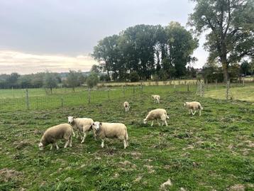 Schapen Te Koop beschikbaar voor biedingen