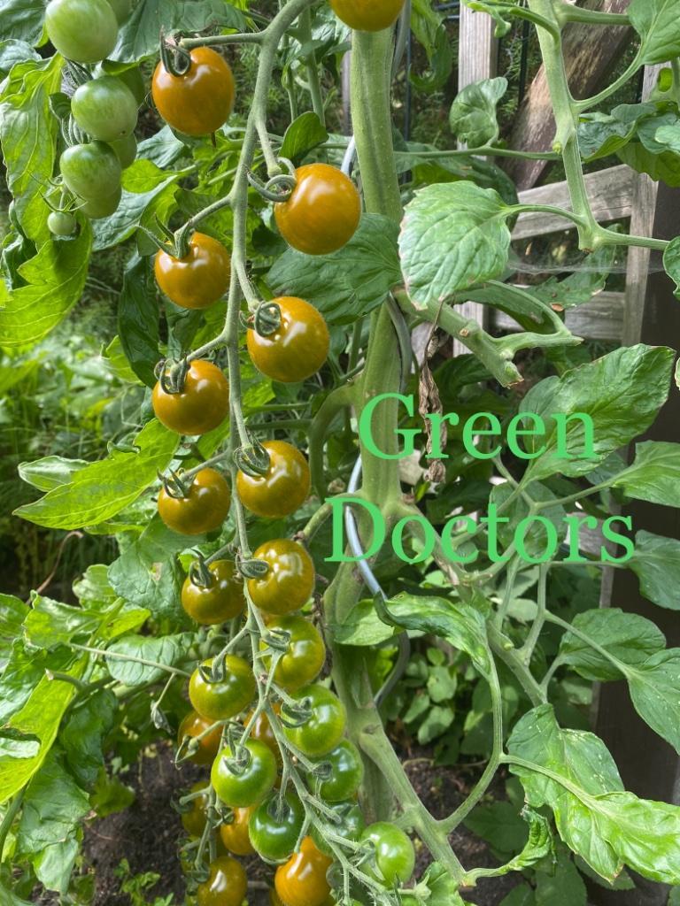 ② (023) Graines tomate Old German — Bulbes & Semences — 2ememain