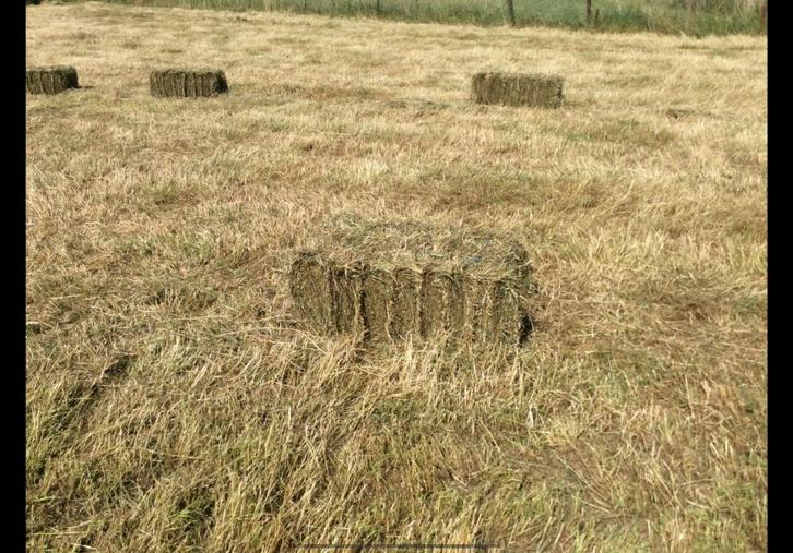 Kleine balen hooi 2025, Dieren en Toebehoren, Paarden, Meerdere dieren