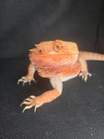 Pogona vitticeps red femelle avec terrarium, Avec terrarium