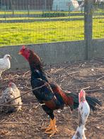 Hint shamo x braziel, Dieren en Toebehoren, Mannelijk, Kip