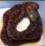 0.02 boa corallus hortulanus halloween, Animaux & Accessoires