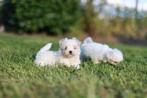 Mini chiot maltais né le 15 août, propre élevage, Bichon maltais, Plusieurs, Parvovirose, Belgique