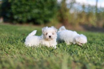 Mini Maltezer puppy geboren 15 augustus, eigen kweek beschikbaar voor biedingen