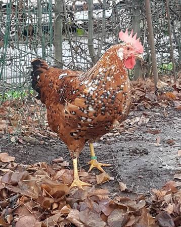 Leghorn hennen  - porselein 2024 beschikbaar voor biedingen