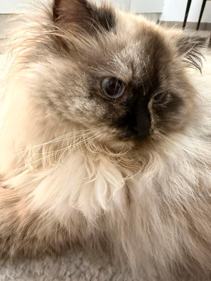 Ragdoll poes, Dieren en Toebehoren, Katten en Kittens | Raskatten | Langhaar, Poes, 0 tot 2 jaar, Gechipt, Ontwormd, Ingeënt