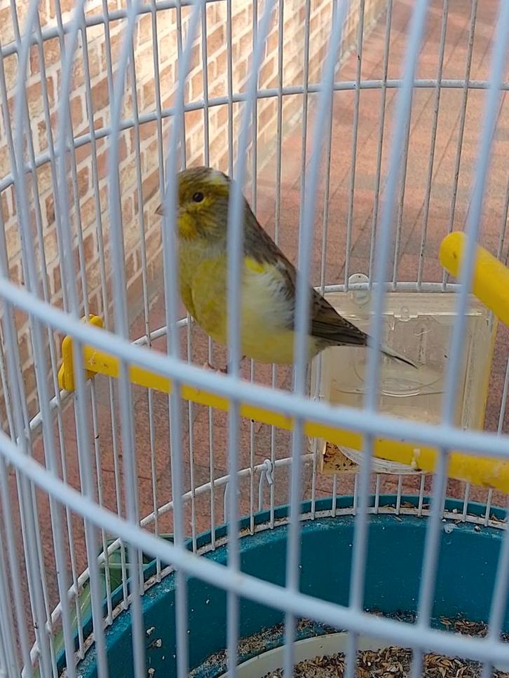 ZEER GOED FLUITENDE KLEURKANARIES met of zonder KOOI, Dieren en Toebehoren, Vogels | Kanaries, Zangkanarie, Meerdere dieren
