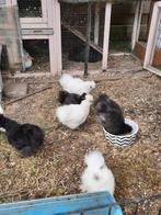 Zijdehoenders te koop., Dieren en Toebehoren, Geslacht onbekend, Kip