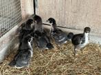 Australorp kuikens, Dieren en Toebehoren, Kip