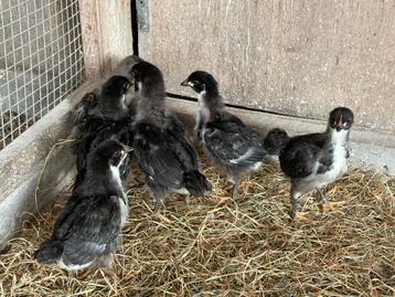Australorp kuikens beschikbaar voor biedingen