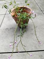 Verbena, Ophalen