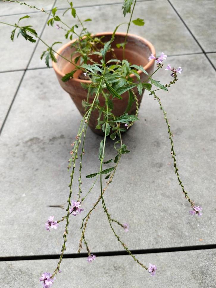Verbena, Tuin en Terras, Planten | Tuinplanten, Ophalen
