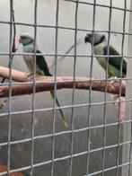 Malabar parkiet koppel, Dieren en Toebehoren, Parkiet