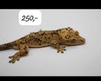 1.0 Superdalmatian wimpergekko man, Dieren en Toebehoren, Hagedis, Tam, 0 tot 2 jaar