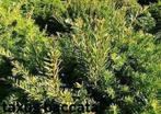 Taxus baccata!, Tuin en Terras, Ophalen