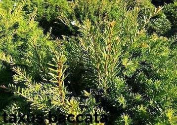 Taxus baccata! beschikbaar voor biedingen