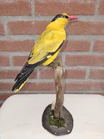 Opgezette Chinese wielewaal man, Verzamelen, Dierenverzamelingen, Ophalen of Verzenden, Nieuw, Vogel, Opgezet dier