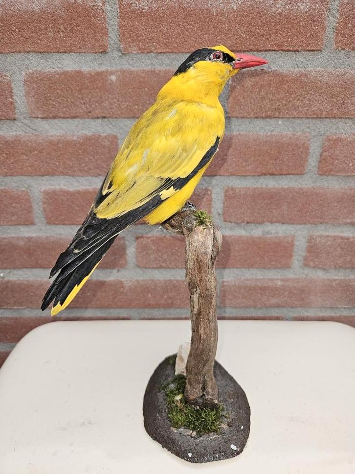 Opgezette Chinese wielewaal man, Verzamelen, Dierenverzamelingen, Nieuw, Opgezet dier, Vogel, Ophalen of Verzenden