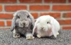 NHD Koppeltje, Dieren en Toebehoren, Konijnen, Meerdere dieren, Dwerg, Hangoor, 0 tot 2 jaar