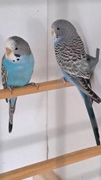 2 blauwe poppen, Dieren en Toebehoren