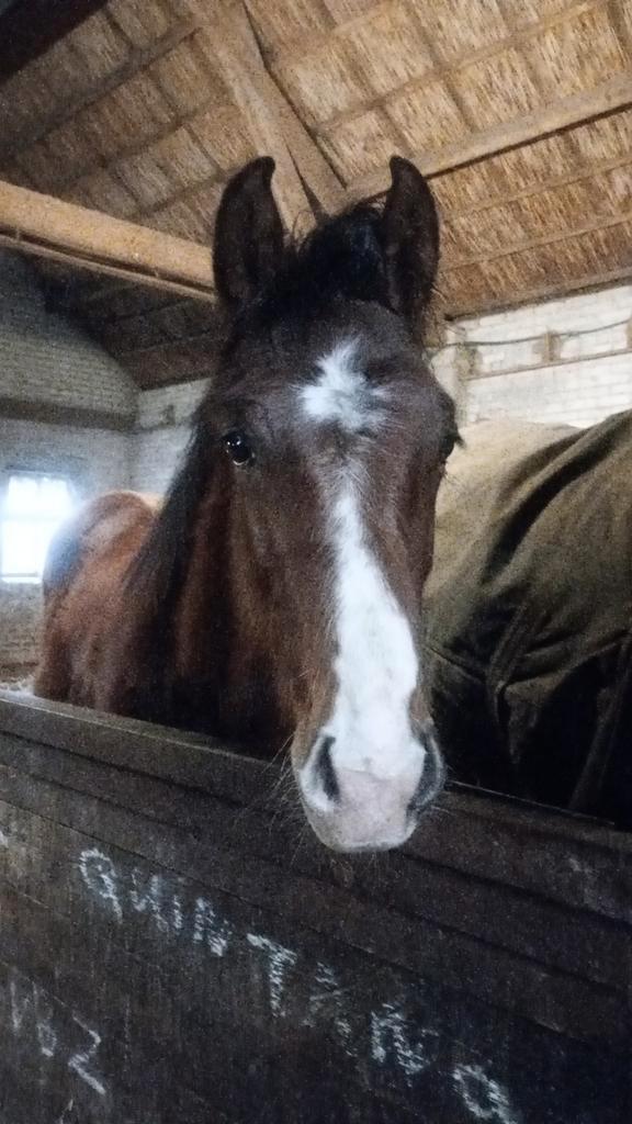 Spring veulen, Dieren en Toebehoren, Paarden