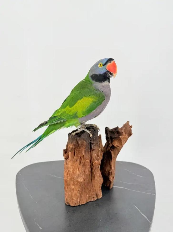 Opgezette Derbyan parkiet op hout - Wildernis Atelier, Verzamelen, Dierenverzamelingen