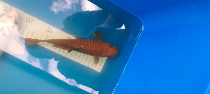 Koi HQ zoeken nieuwe vijver, Tuin en Terras, Vijver-toebehoren, Ophalen