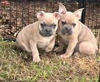 franse bulldog pups, Dieren en Toebehoren, België, Reu, 8 tot 15 weken, CDV (hondenziekte)