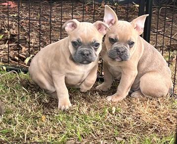 franse bulldog pups beschikbaar voor biedingen