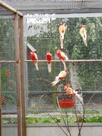 rosella rubino, Dieren en Toebehoren, Vogels | Parkieten en Papegaaien, Meerdere dieren, Parkiet, Geringd