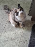 Maine coon herplaatser, Dieren en Toebehoren, Poes, Gechipt, 3 tot 5 jaar