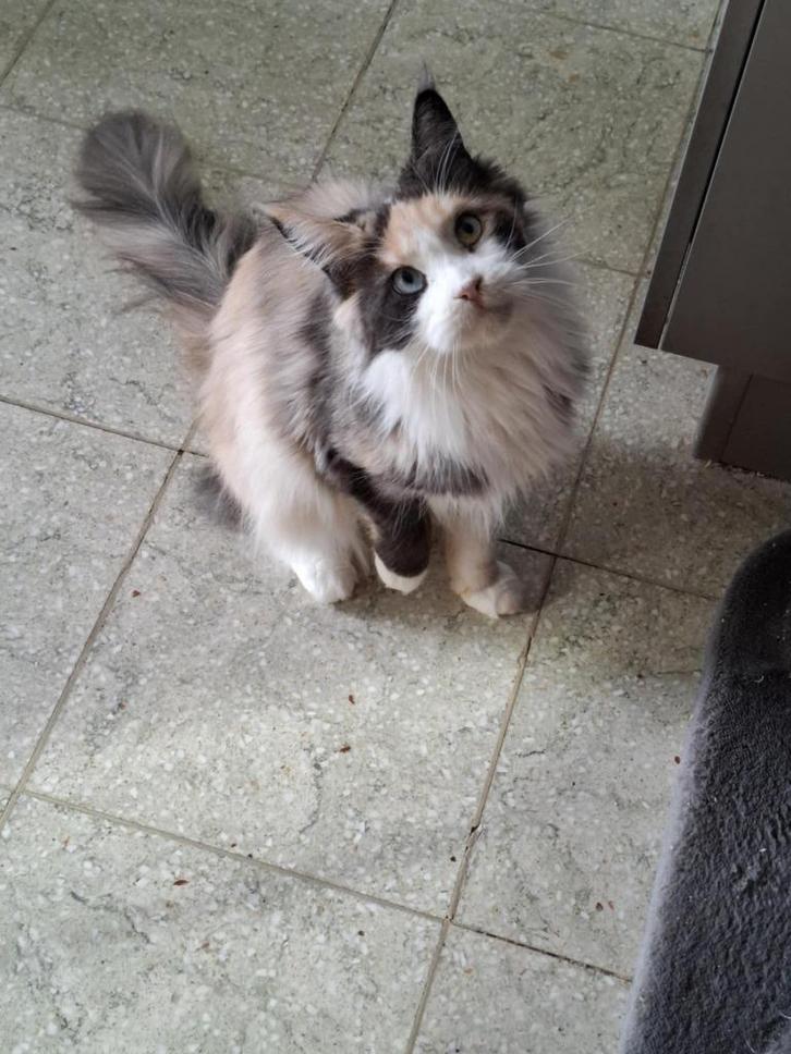 Maine coon herplaatser, Dieren en Toebehoren, Katten en Kittens | Raskatten | Langhaar, Poes, 3 tot 5 jaar, Met stamboom, Gechipt