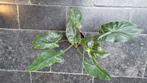 alocasia wentii variegata, Ophalen of Verzenden