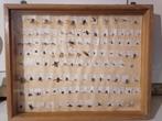 Taxidermy, Verzamelen, Ophalen of Verzenden, Zo goed als nieuw, Insect, Opgezet dier