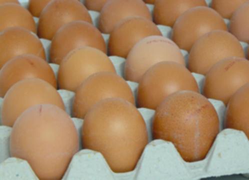 Broedeieren bruine legkip, Dieren en Toebehoren, Pluimvee, Kip, Geslacht onbekend