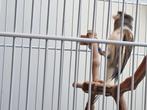 Kanariepop met kuif, Dieren en Toebehoren, Vogels | Kanaries, Vrouwelijk, Bastaard